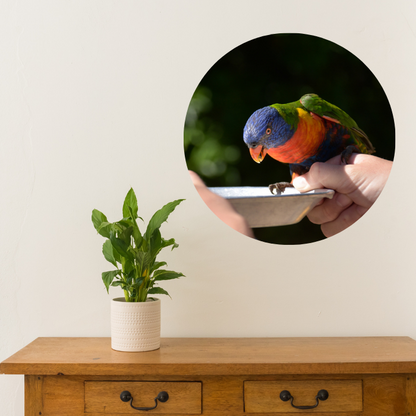 Large Round Phoo Decal of Parrot