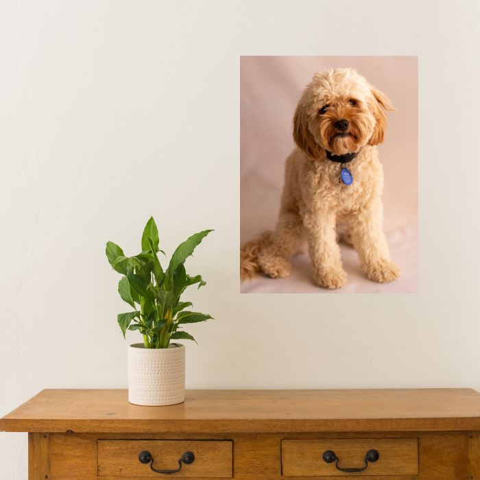 Removable photo decal large A3 puppy